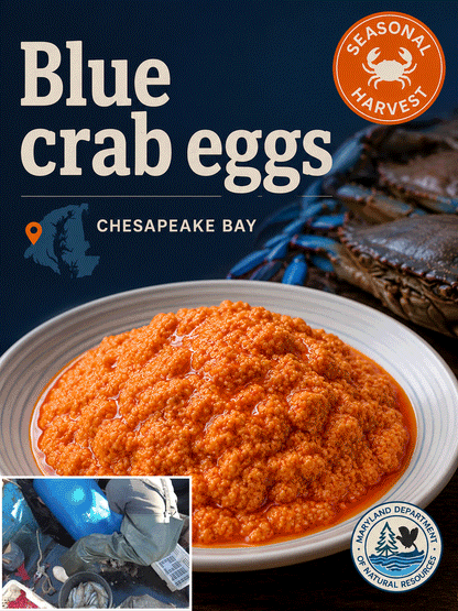 🦀 Maryland-Chesapeake Bay blue crab eggs-TTBD